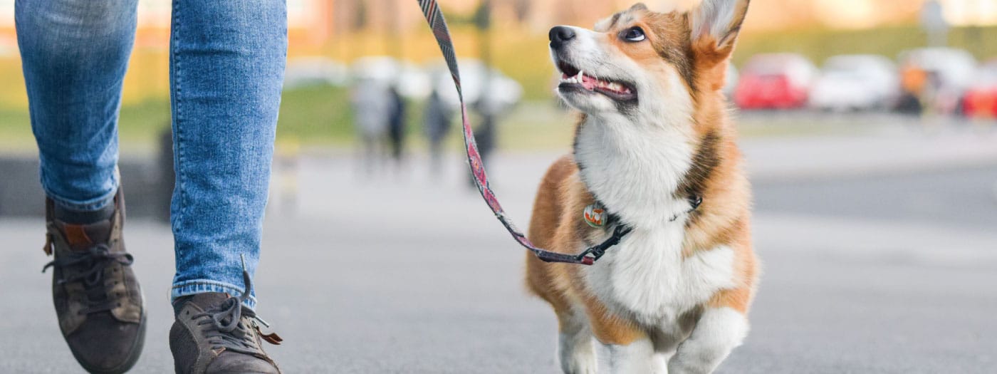 Paseo seguro junto a tu mascota