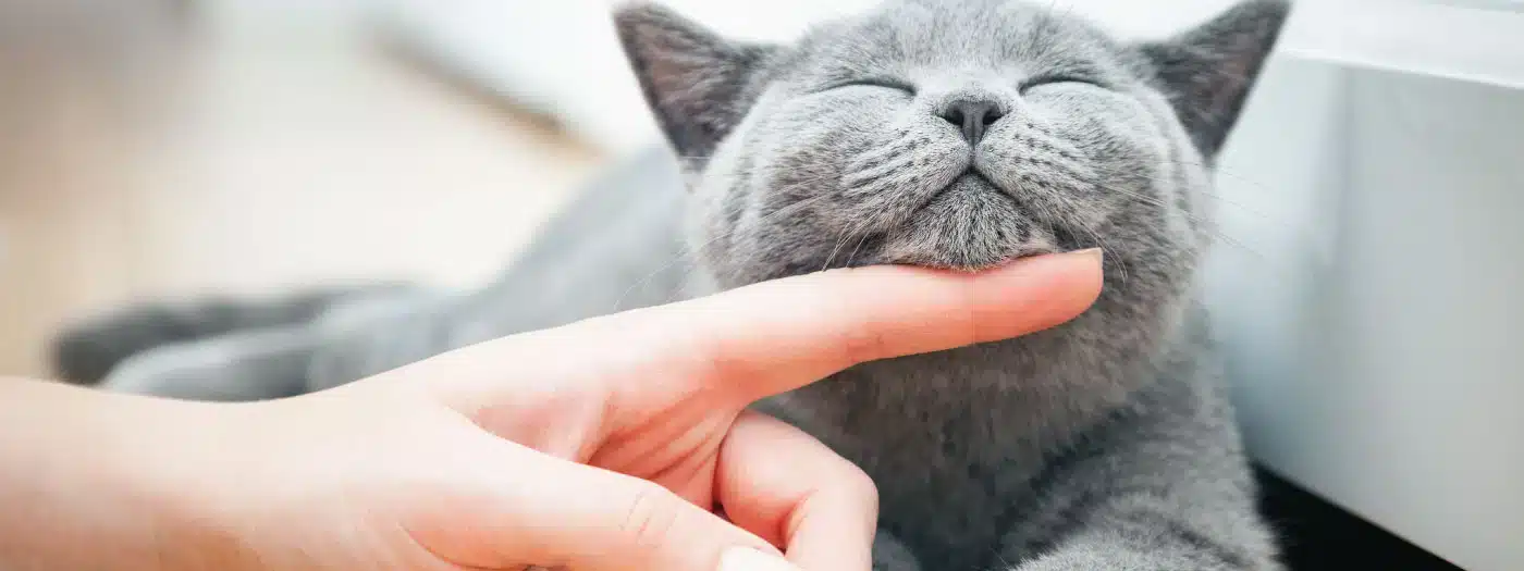 Los mejores implementos para el cuidado de tu gato
