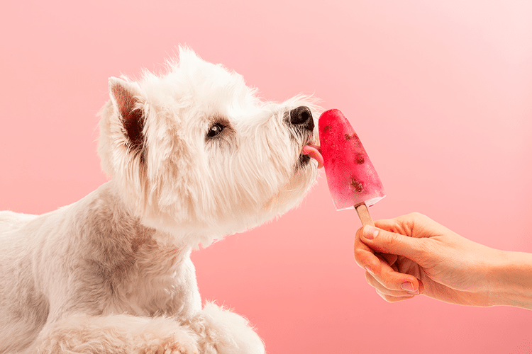 Delicias caseras para consentir a tus mascotas