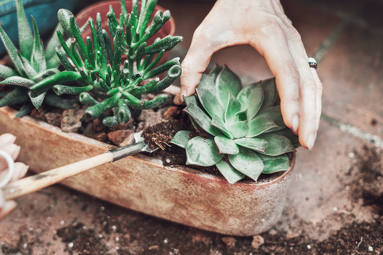 Guía para Crear un Mini Jardín en Casa