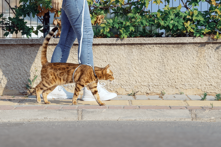 Ejercicios para Mantener a tu Mascota Activa