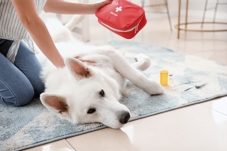 Primeros Auxilios para Mascotas: Qué Hacer en Emergencias