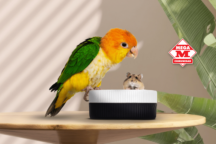 ¿Cuáles son las Mascotas más Fáciles de Cuidar en Casa?
