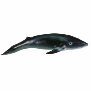Ballena Azul FAST CHAMP La Zona Natural