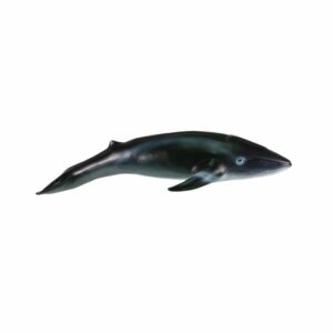 Ballena Azul FAST CHAMP La Zona Natural