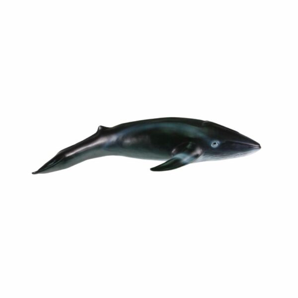 Ballena Azul FAST CHAMP La Zona Natural