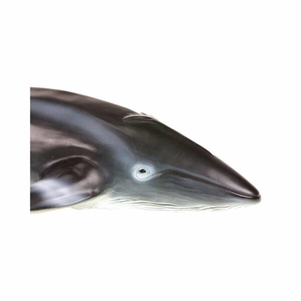 Ballena Azul FAST CHAMP La Zona Natural - Imagen 2