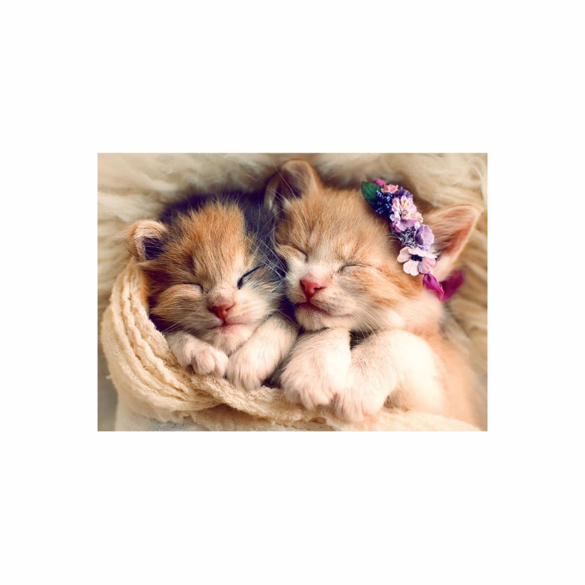 Rompecabezas Gatitos Durmiendo TREFL 500 Piezas