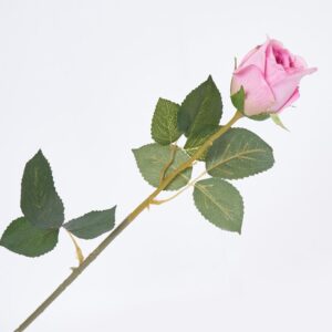 Rosa Solitaria FREE HOME Violeta