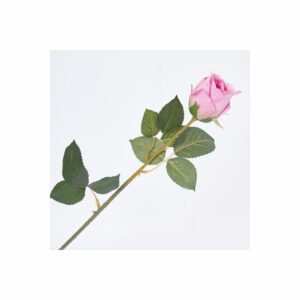 Rosa Solitaria FREE HOME Violeta