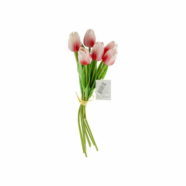 Tulipán Miniatura FREE HOME Fucsia