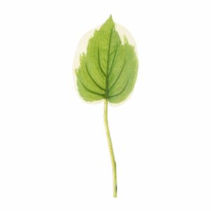 Hoja Con Borde FREE HOME Verde