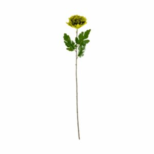 Flor Monuda FREE HOME Blanco