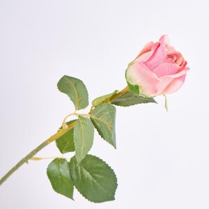 Rosa Solitaria FREE HOME Rojo