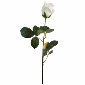 Rosa Solitaria FREE HOME Blanco