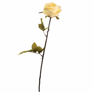 Rosa Amarilla FREE HOME Amarillo