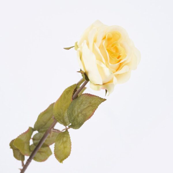 Rosa Amarilla FREE HOME Amarillo - Imagen 2
