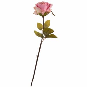 Rosa Rosado FREE HOME Rosado con Lila