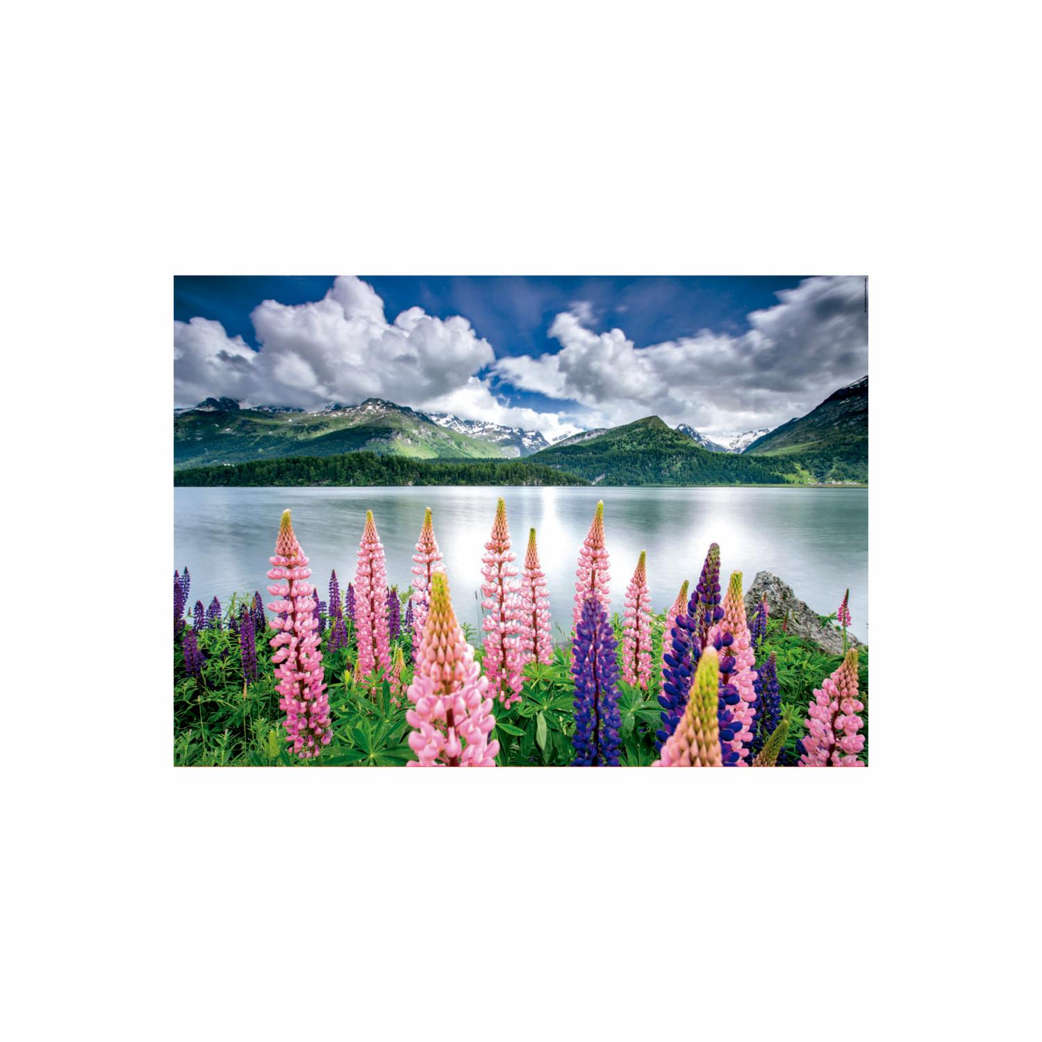 Rompecabezas Altramuces A Orillas Del Lago Sils, Suiza EDUCA 1500 Piezas - Imagen 2