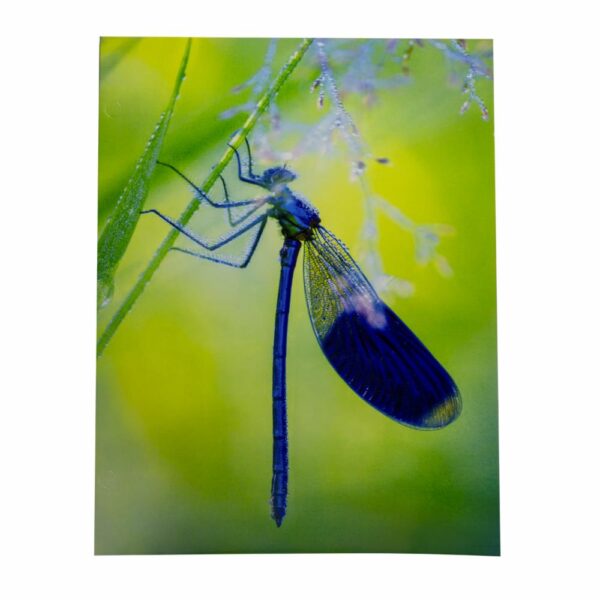 Carpetas Surtidas Con Diseño De Animales PROMARX Unidad - Imagen 5