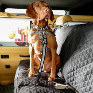 Cinturón De Seguridad Para Mascota Línea Simba TOTTO PET´S Talla Única