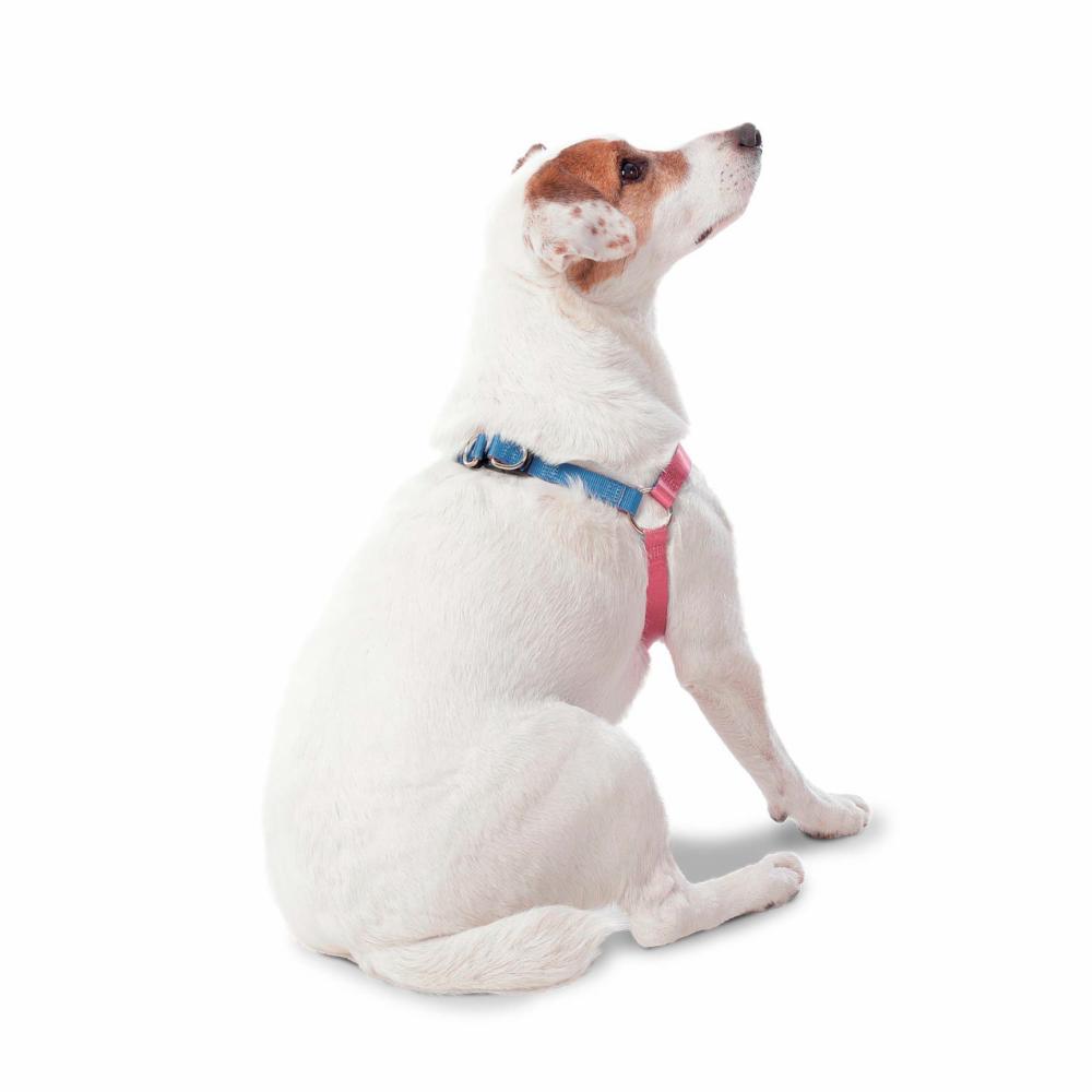 Arnés Para Perro Bruno De Caminata TOTTO PET´S Talla Extra Pequeño - Imagen 4