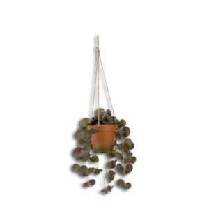 Maceta Terracota Colgante Con Planta Morada GUANGDONG XINXIN Unidad