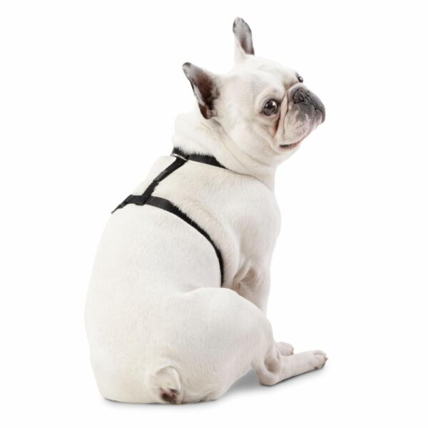 Arnés Para Perro Bruno De Caminata TOTTO PET´S Talla Pequeño - Imagen 2