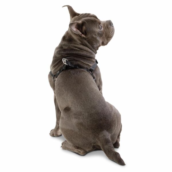 Arnés Para Perro Bruno De Caminata TOTTO PET´S Talla Mediano - Imagen 2