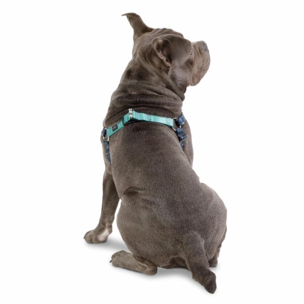Arnés Para Perro Bruno De Caminata TOTTO PET´S Talla Mediano - Imagen 2