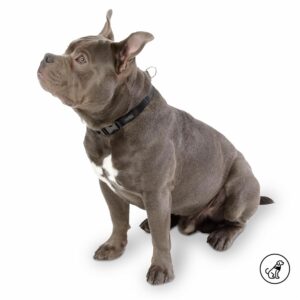 Collar De Mascota Ajustable Mylu TOTTO PET´S Talla Mediano