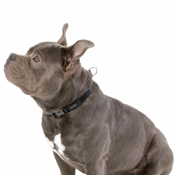Collar De Mascota Ajustable Mylu TOTTO PET´S Talla Mediano - Imagen 2