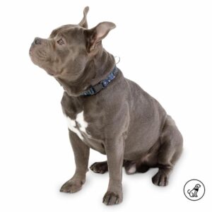 Collar De Mascota Ajustable Mylu TOTTO PET´S Talla Mediano