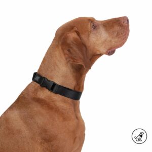Collar De Mascota Ajustable Mylu TOTTO PET´S Talla Grande