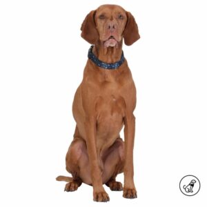 Collar De Mascota Ajustable Mylu TOTTO PET´S Talla Grande