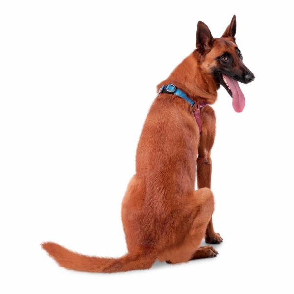 Arnés Para Perro Bruno De Caminata TOTTO PET´S Talla Grande - Imagen 2