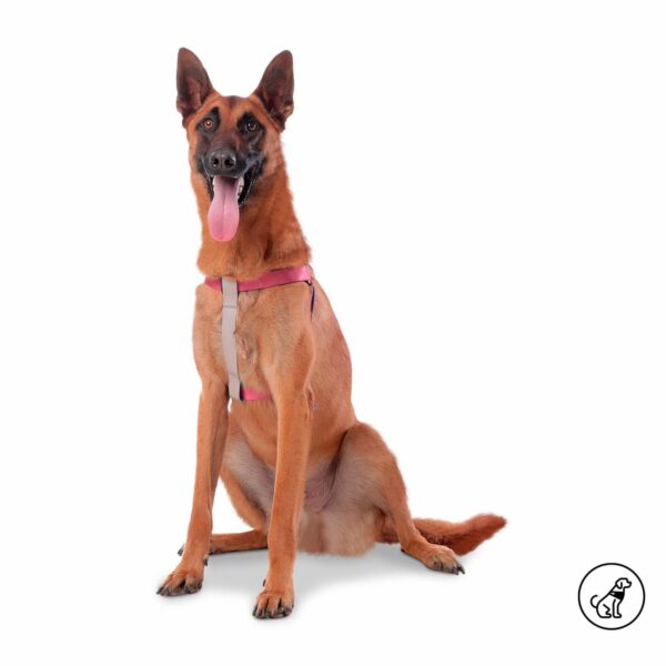 Arnés Para Perro Bruno De Caminata TOTTO PET´S Talla Grande - Imagen 3
