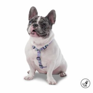 Arnés Para Perro Figgo De Caminata TOTTO PET´S Talla Pequeño