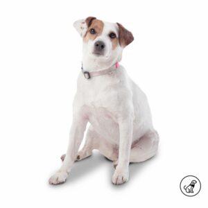 Collar De Mascota Ajustable Mylu TOTTO PET´S Talla Extra Pequeño