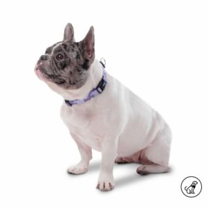 Collar De Mascota Ajustable Mylu TOTTO PET´S Talla Extra Pequeño