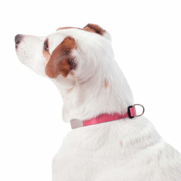 Collar De Mascota Ajustable Mylu TOTTO PET´S Talla Mediano - Imagen 2