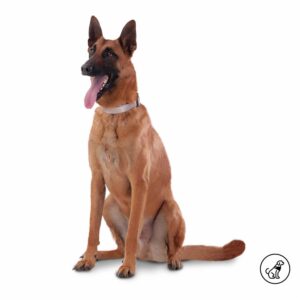 Collar De Mascota Ajustable Mylu TOTTO PET´S Talla Extra Grande